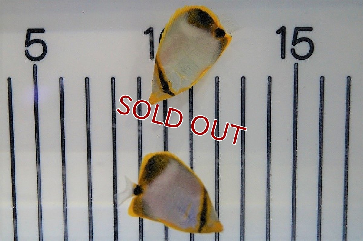 画像2: 【ウィンターセール 10％OFF対象商品】【海水魚・チョウチョウウオ】サントス (イエローヘッドバタフライ）Sサイズ(1匹)±4-6cm　(サンプル画像）（生体）(海水魚)（サンゴ） (2)