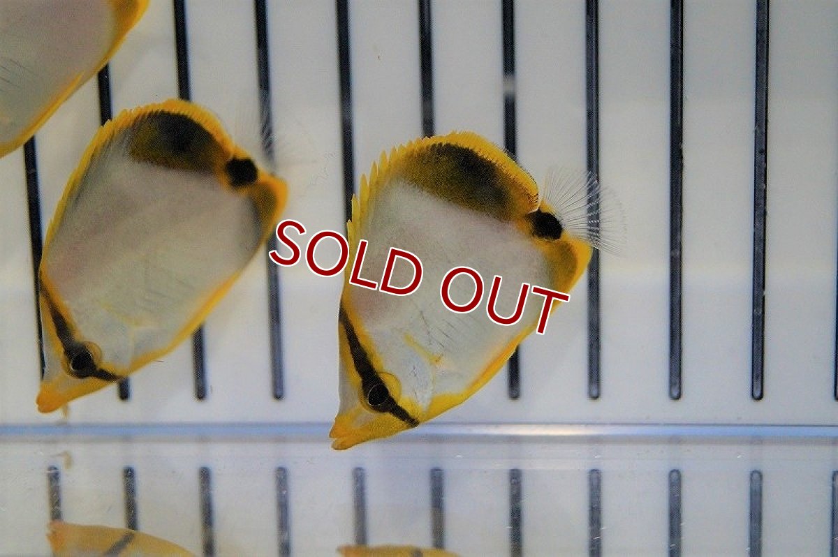 画像3: 【ウィンターセール 10％OFF対象商品】【海水魚・チョウチョウウオ】サントス (イエローヘッドバタフライ）Sサイズ(1匹)±4-6cm　(サンプル画像）（生体）(海水魚)（サンゴ） (3)