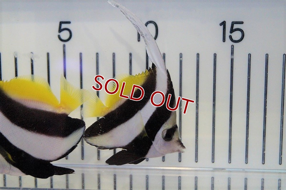 画像2: 【ウィンターセール 10％OFF対象商品】【海水魚・チョウチョウウオ】ハタタテダイ（Ｍ－ＭＬサイズ）±8-10ｃｍ(サンプル画像）（生体）(海水魚)（サンゴ） (2)