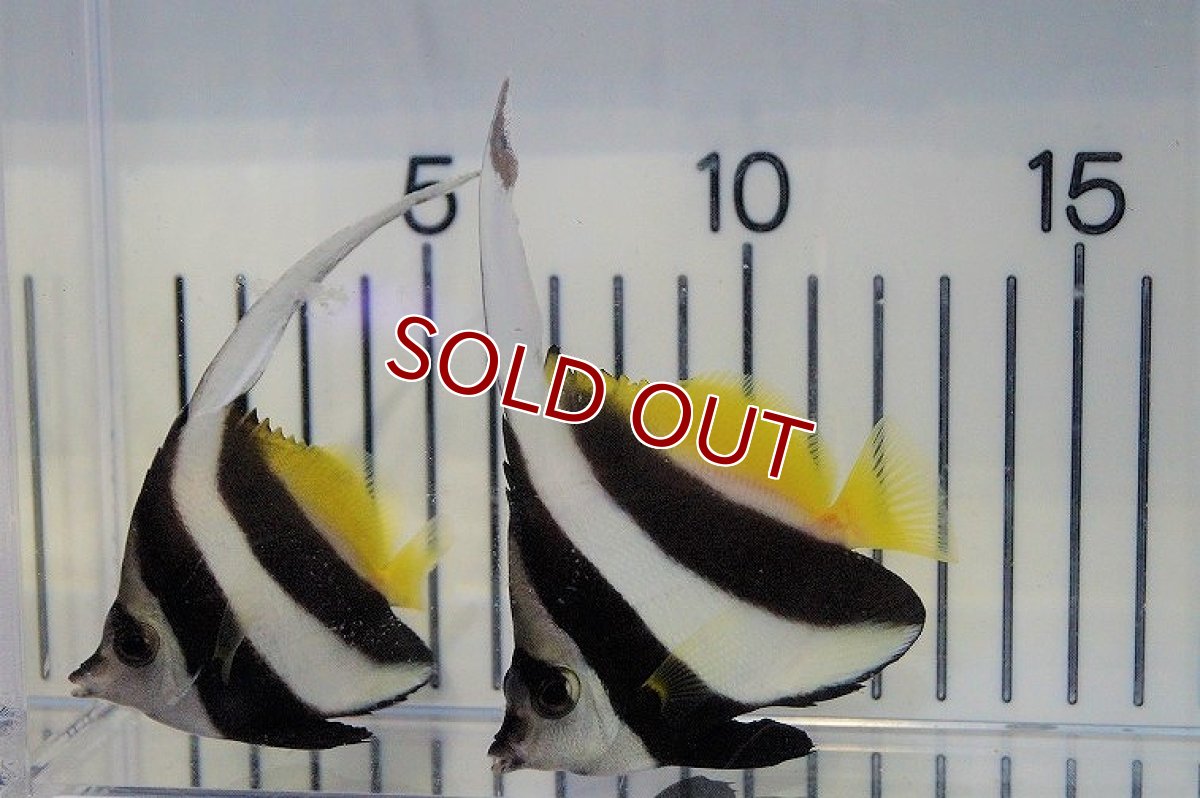 画像3: 【ウィンターセール 10％OFF対象商品】【海水魚・チョウチョウウオ】ハタタテダイ（Ｍ－ＭＬサイズ）±8-10ｃｍ(サンプル画像）（生体）(海水魚)（サンゴ） (3)