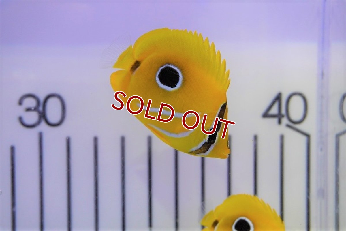 画像2: 【海水魚・チョウチョウウオ】ウミズキチョウ（SーSMサイズ）(1匹)±4-5cm (サンプル画像）（生体）(海水魚)（サンゴ） (2)