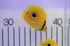 画像2: 【海水魚・チョウチョウウオ】ウミズキチョウ（SーSMサイズ）(1匹)±4-5cm (サンプル画像）（生体）(海水魚)（サンゴ） (2)