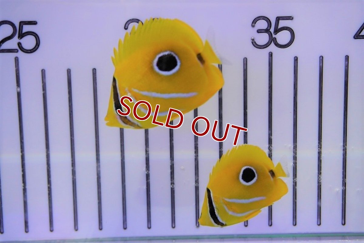 画像3: 【海水魚・チョウチョウウオ】ウミズキチョウ（SーSMサイズ）(1匹)±4-5cm (サンプル画像）（生体）(海水魚)（サンゴ） (3)