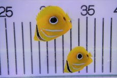 画像3: 【海水魚・チョウチョウウオ】ウミズキチョウ（SーSMサイズ）(1匹)±4-5cm (サンプル画像）（生体）(海水魚)（サンゴ） (3)