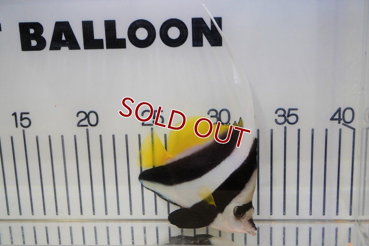 画像2: 【海水魚・チョウチョウウオ】ハタタテダイ（Lサイズ）(1匹)±12-15cm (サンプル画像）（生体）(海水魚)（サンゴ） (2)