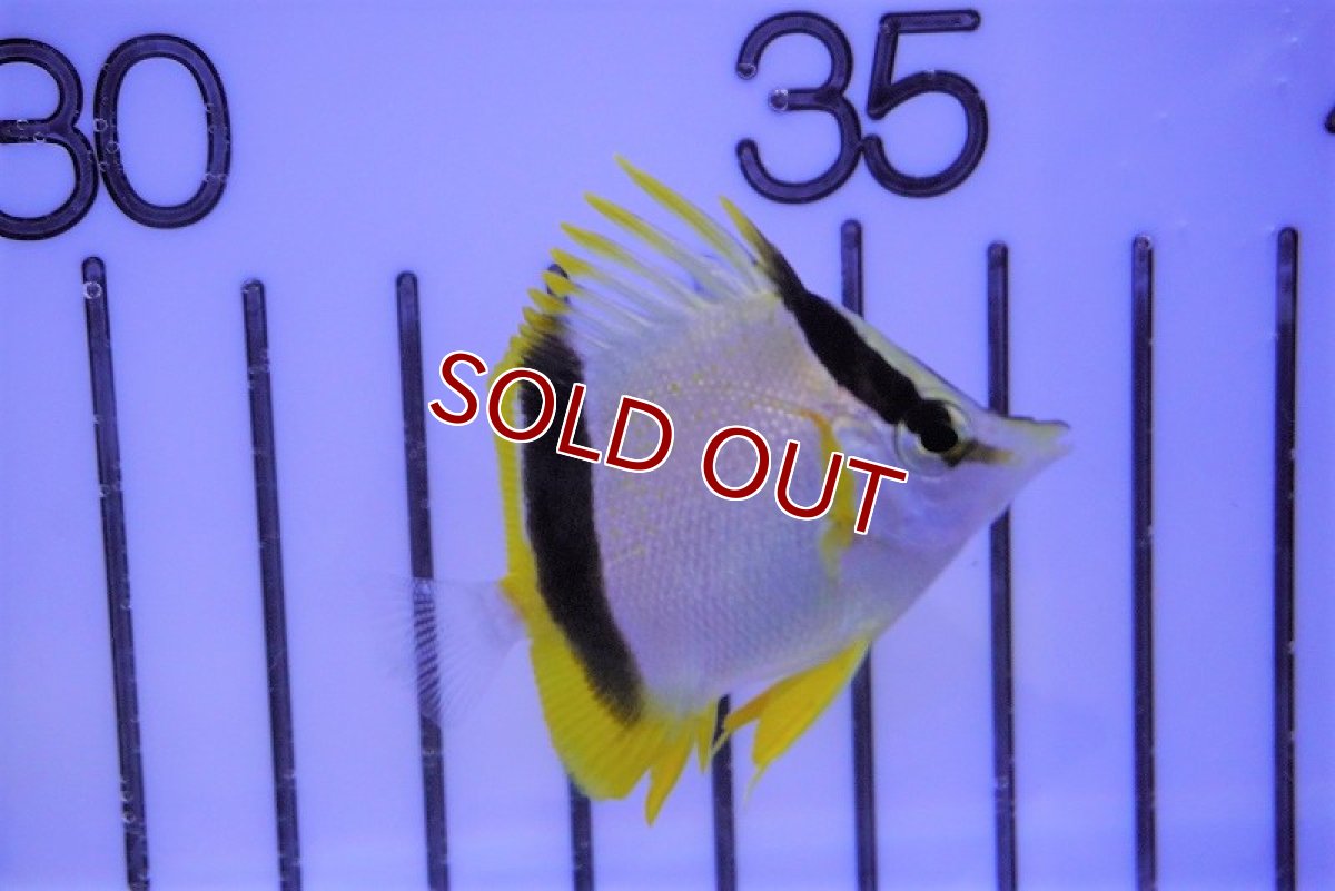 画像2: 【海水魚・チョウチョウウオ】マルセラバタフライ(Mサイズ）(1匹)±6-7cm　(サンプル画像）（生体）(海水魚)（サンゴ） (2)