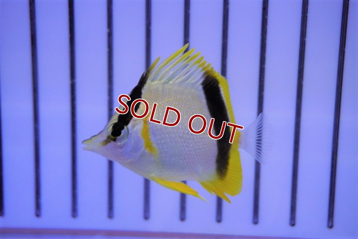 画像3: 【海水魚・チョウチョウウオ】マルセラバタフライ(Mサイズ）(1匹)±6-7cm　(サンプル画像）（生体）(海水魚)（サンゴ） (3)