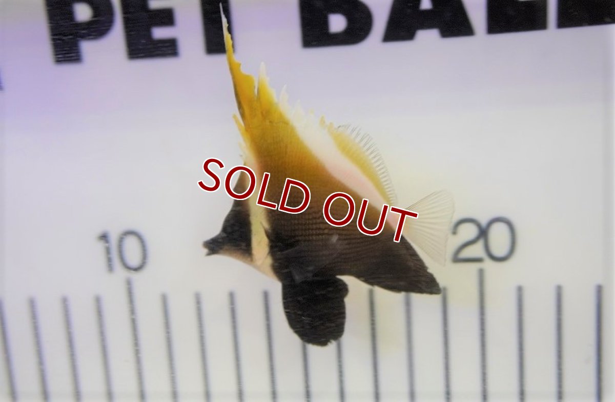 画像2: 【海水魚・チョウチョウウオ】ツノハタタテダイ（3匹セット）±6-8cm (サンプル画像）（生体）(海水魚)（サンゴ） (2)