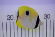 画像1: 【海水魚・チョウチョウウオ】イッテンチョウ（M-ML)(1匹)±6-8cm (サンプル画像）（生体）(海水魚) (1)