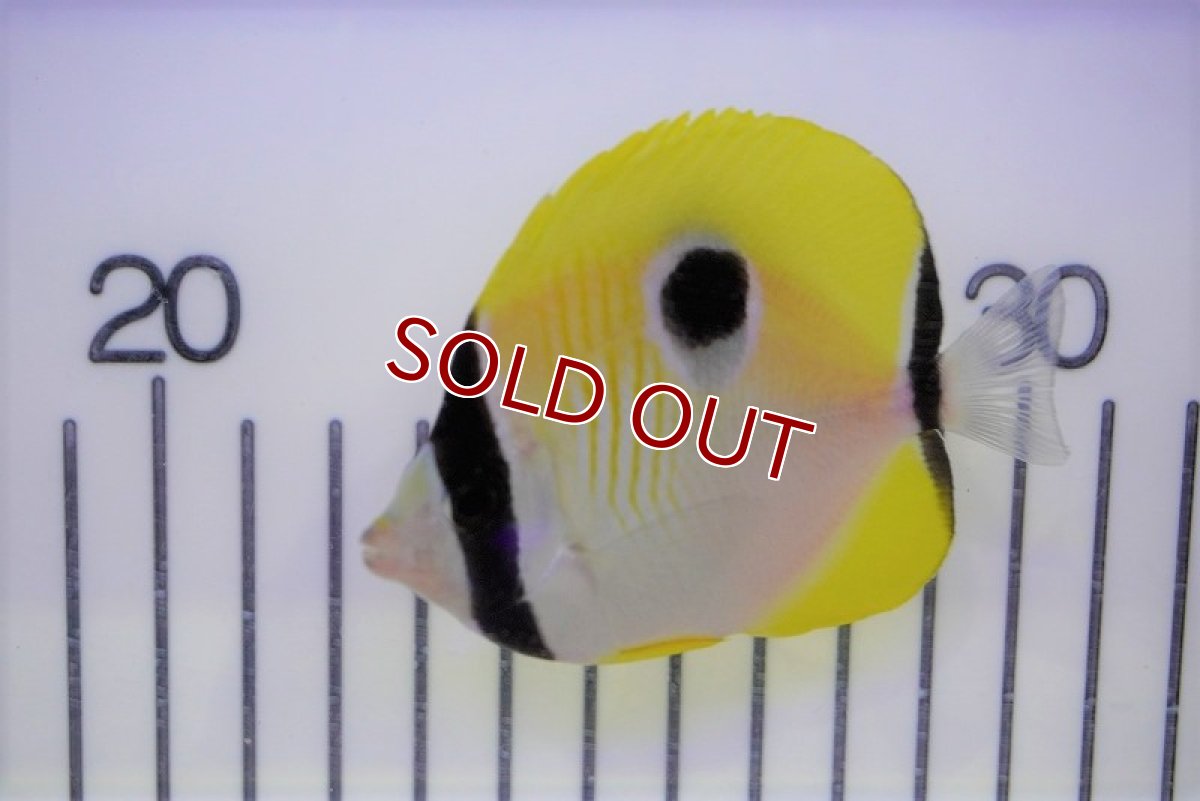 画像2: 【海水魚・チョウチョウウオ】イッテンチョウ（M-ML)(1匹)±6-8cm (サンプル画像）（生体）(海水魚) (2)