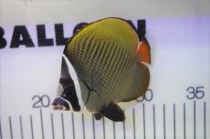 画像1: 【海水魚・チョウチョウウオ】コラリス（M-MLサイズ)(1匹)±8-10cm (サンプル画像）（生体）(海水魚) (1)