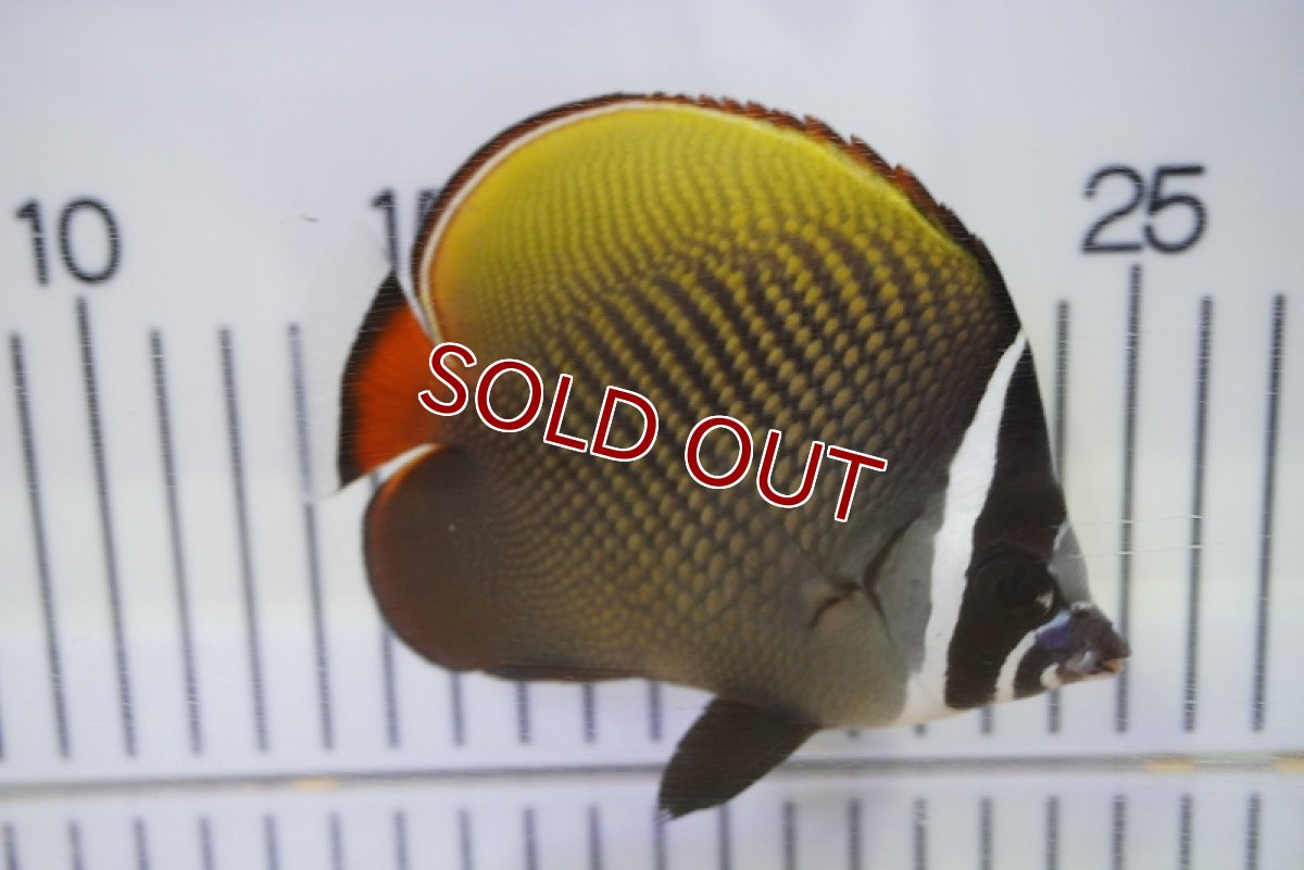 画像2: 【海水魚・チョウチョウウオ】コラリス（MLサイズ)(1匹)±10-12cm (サンプル画像）（生体）(海水魚) (2)