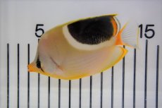 画像2: 【海水魚・チョウチョウウオ】【通販】セグロチョウ (Mサイズ）(1匹)±9-12cm (サンプル画像）（生体）(海水魚) (2)