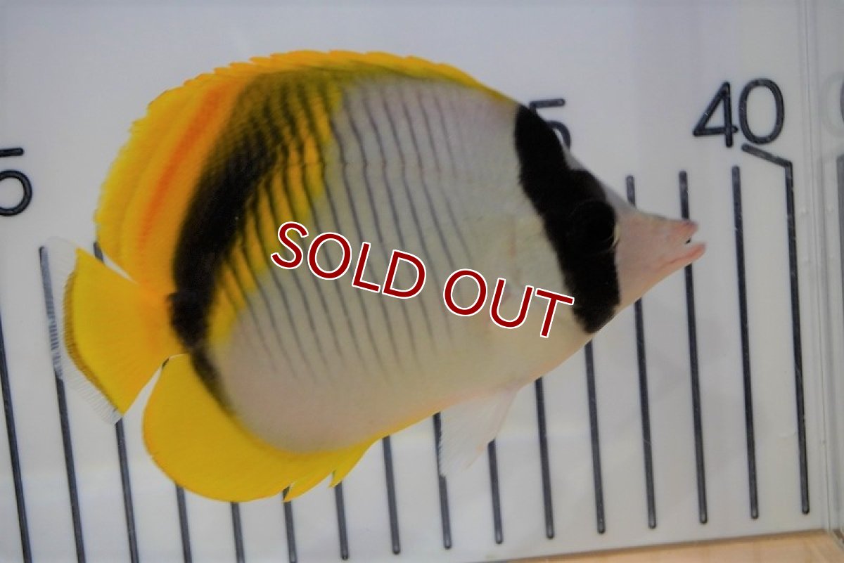 画像2: 【海水魚・チョウチョウウオ】ニセフウライチョウ（MLサイズ）(1匹)±10-13cm (サンプル画像）（生体）(海水魚) (2)