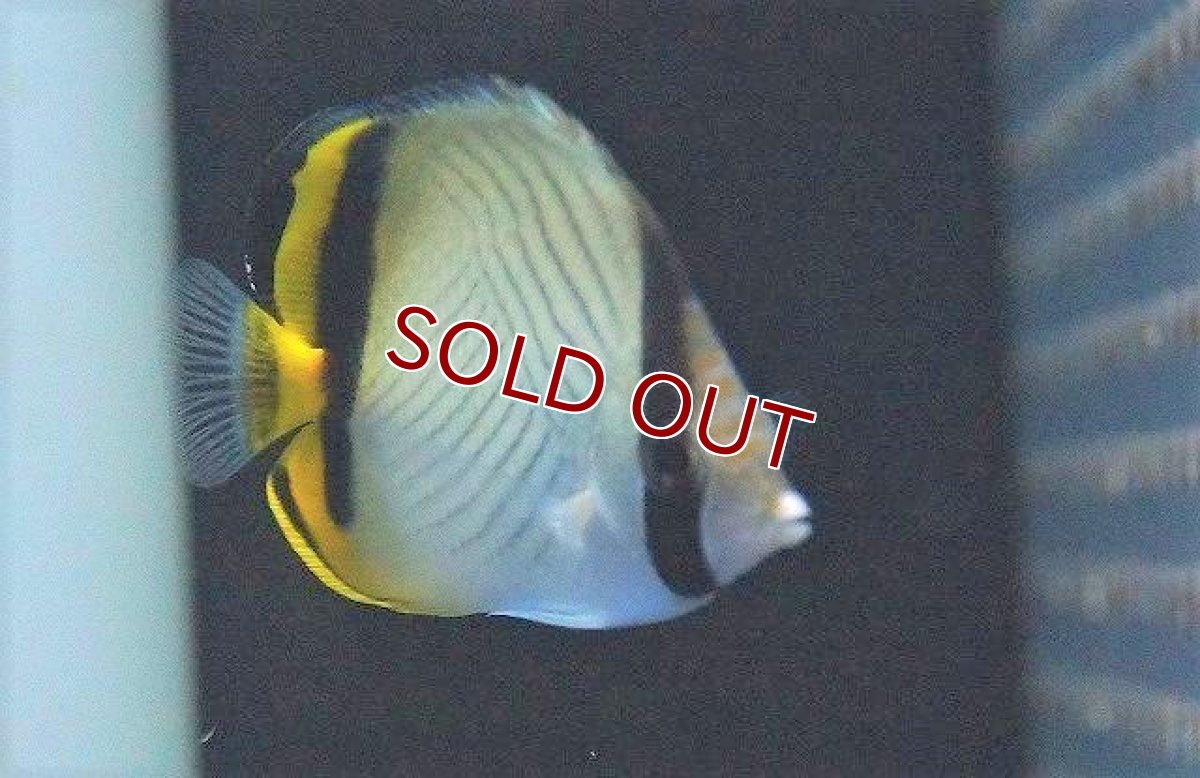 画像2: 【ウィンターセール 10％OFF対象商品】【海水魚・チョウチョウウオ】フウライチョウ(1匹)±5-8cm (サンプル画像）（生体）(海水魚) (2)