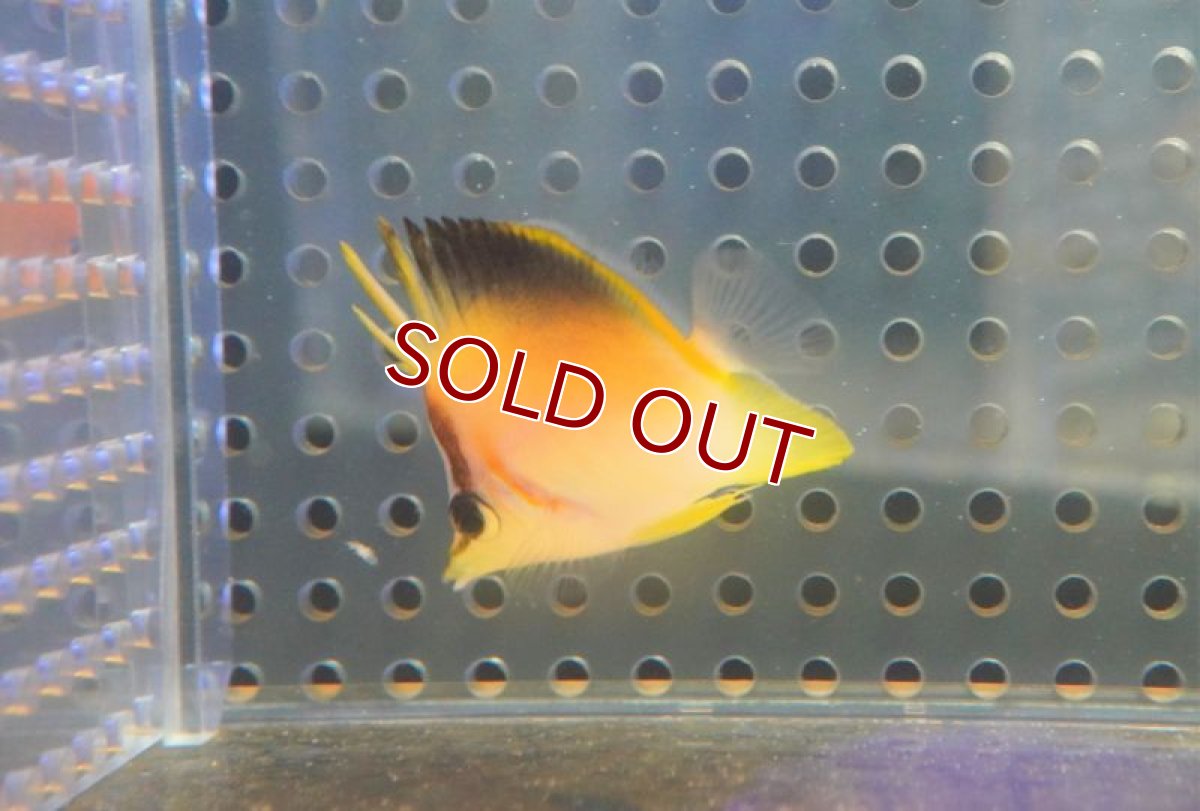 画像2: 【海水魚・チョウチョウウオ】カリビアンロングスナウトバタフライ（XS）（1匹）（±3-4cm）（サンプル画像）（生体）(海水魚) (2)