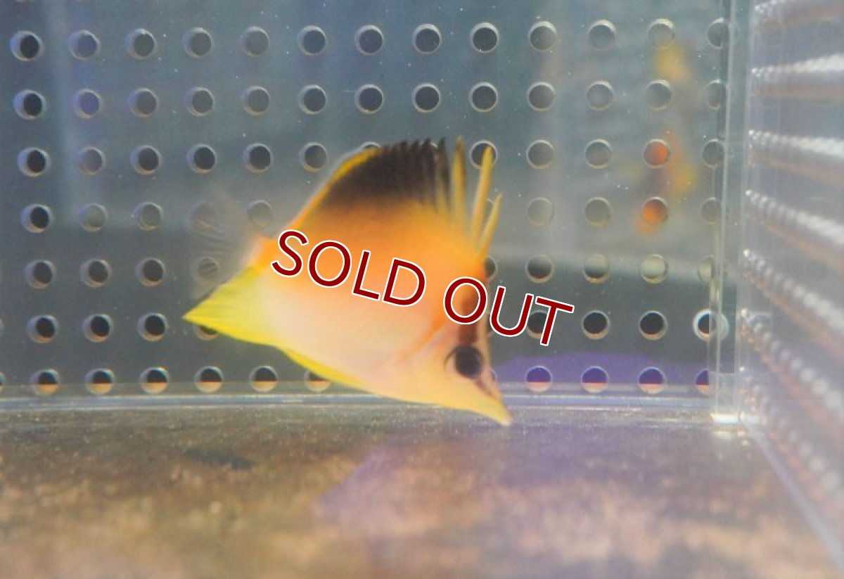 画像3: 【海水魚・チョウチョウウオ】カリビアンロングスナウトバタフライ（XS）（1匹）（±3-4cm）（サンプル画像）（生体）(海水魚) (3)