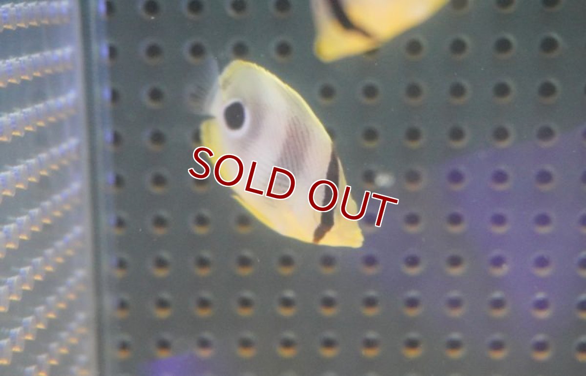 画像2: 【海水魚・チョウチョウウオ】フォーアイバタフライ（Sサイズ）（1匹）（±3-4cm）（サンプル画像）（生体）(海水魚) (2)