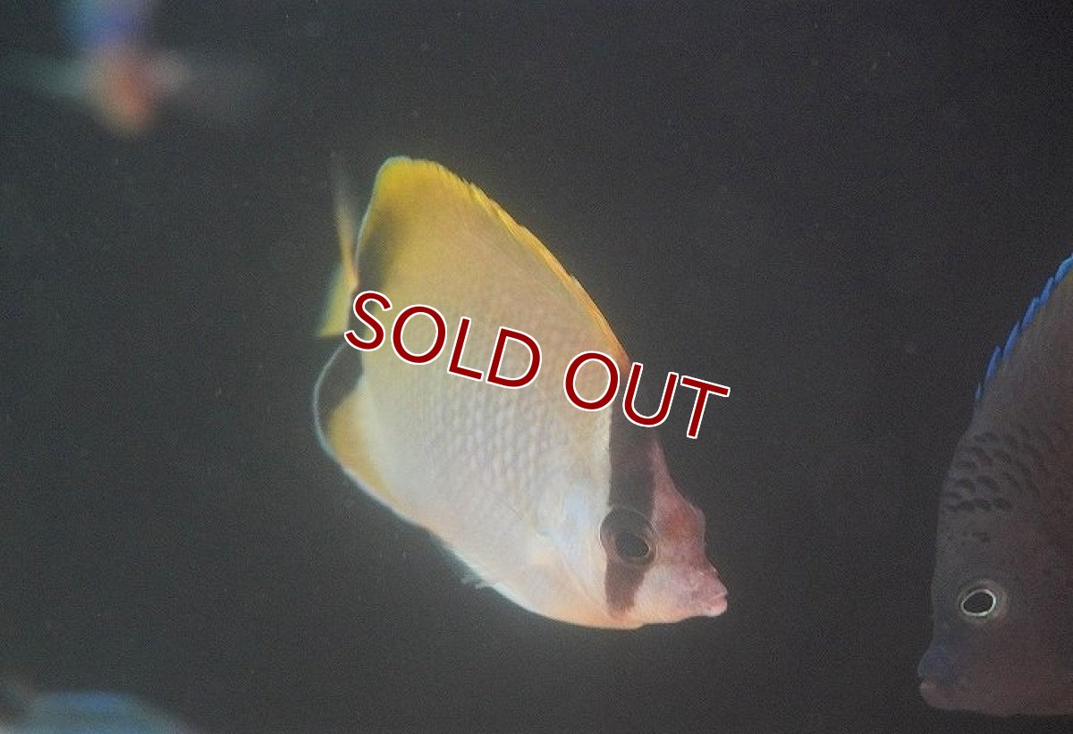 画像2: 【海水魚・チョウチョウウオ】【通販】リーフバタフライ（1匹）（±7-9cm）（サンプル画像）（生体）(海水魚) (2)