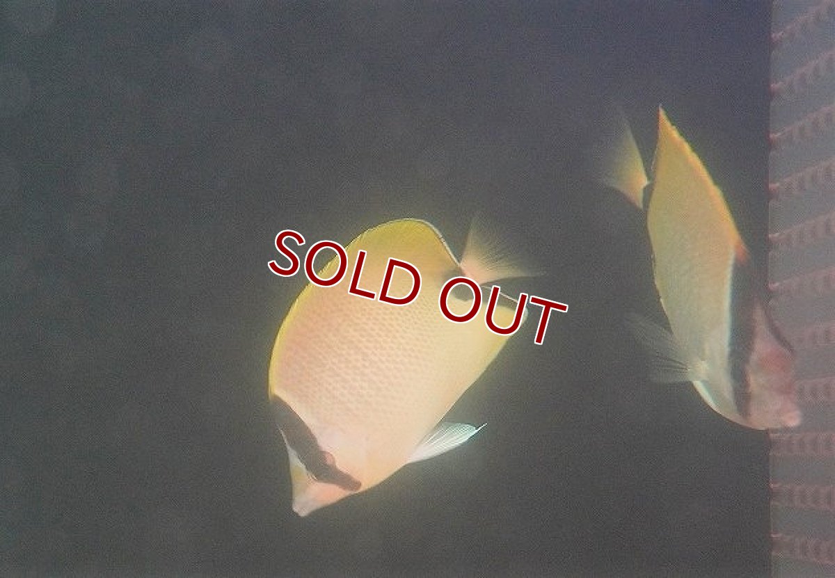 画像3: 【海水魚・チョウチョウウオ】【通販】リーフバタフライ（1匹）（±7-9cm）（サンプル画像）（生体）(海水魚) (3)