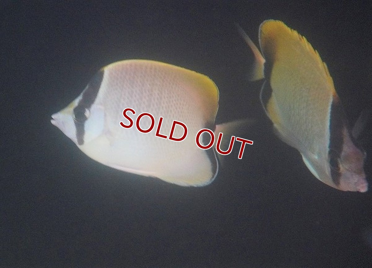 画像4: 【海水魚・チョウチョウウオ】【通販】リーフバタフライ（1匹）（±7-9cm）（サンプル画像）（生体）(海水魚) (4)