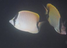 画像4: 【海水魚・チョウチョウウオ】リーフバタフライ（1匹）（±7-9cm）（サンプル画像）（生体）(海水魚) (4)