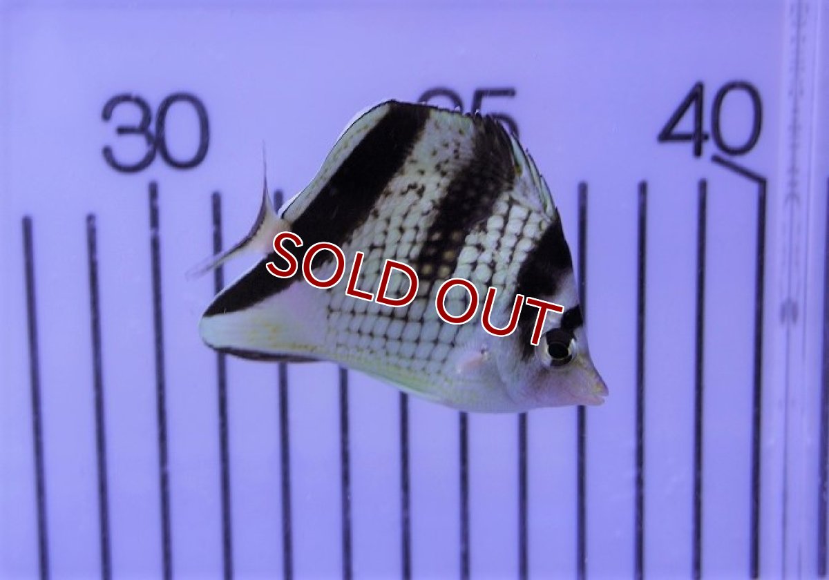 画像2: 【海水魚・チョウチョウウオ】カガミチョウ（1匹）（±5-7cm）（サンプル画像）（生体）(海水魚)（サンゴ） (2)