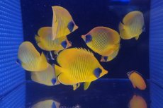 画像2: 【10%OFFクーポン対象商品】【海水魚・チョウチョウウオ】【通販】ゴールデンバタフライ（MーMLサイズ）【1匹】（±9-11cm）（サンプル画像）（生体）(海水魚)（サンゴ） (2)