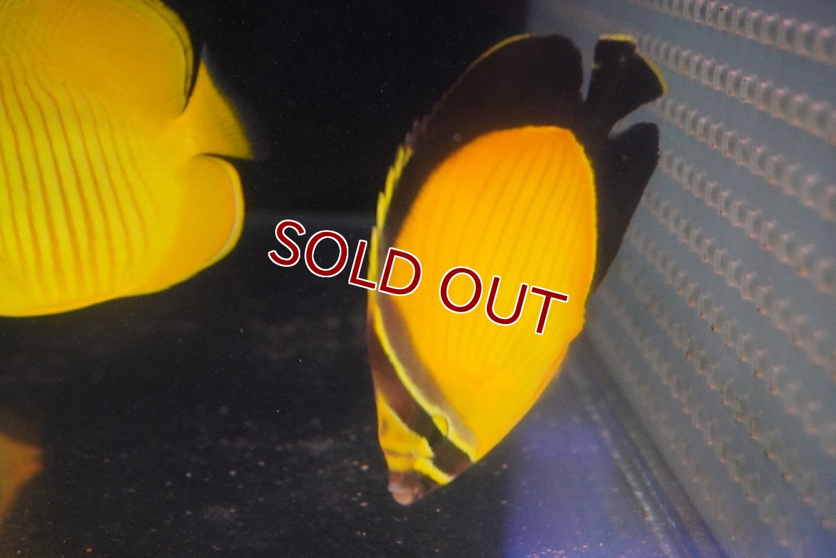 画像2: 【海水魚・チョウチョウウオ】アラビアンバタフライ【1匹】（±6-7cm）（サンプル画像）（生体）(海水魚)（サンゴ） (2)