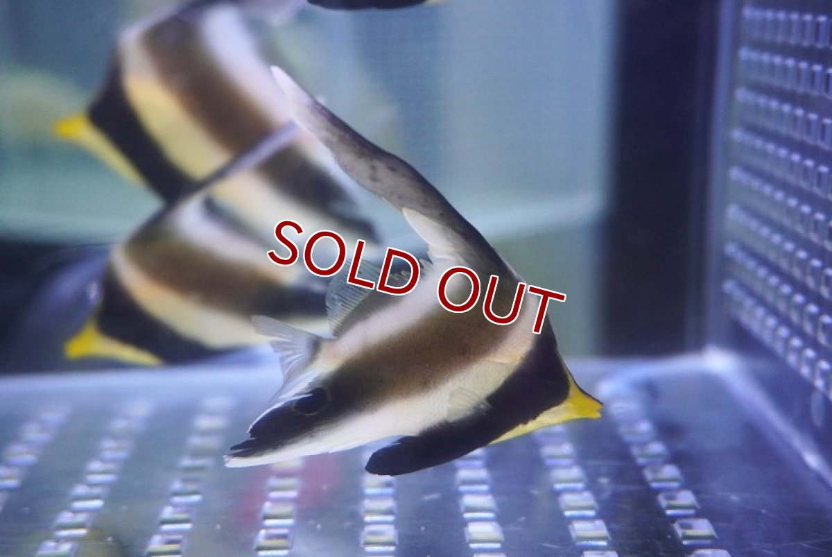 画像2: 【海水魚・チョウチョウオ】ミナミハタタテダイ（SMサイズ）(1匹)（±4-6cm）(サンプル画像）（生体）(海水魚) (2)