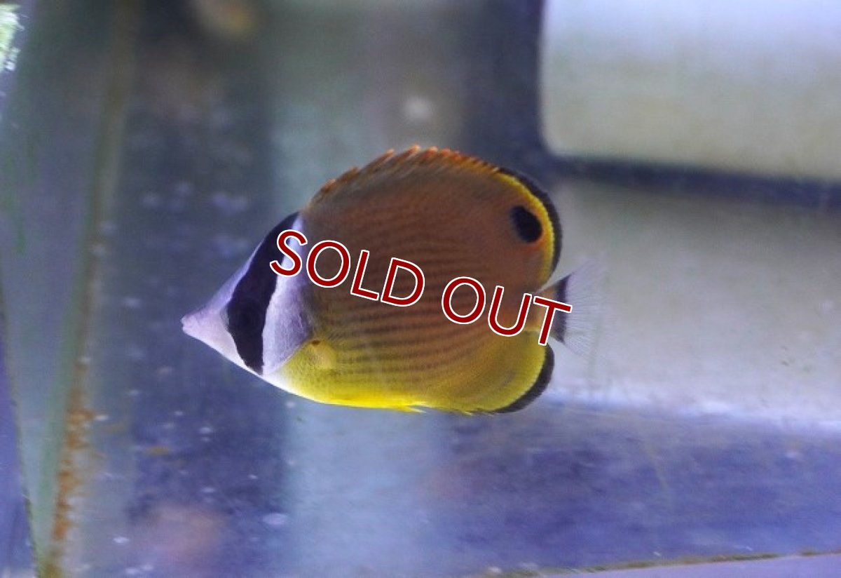 画像2: 【海水魚・チョウチョウウオ】ナミチョウチョウオ【1匹】（±5-7cm）（サンプル画像）（生体）(海水魚) (2)