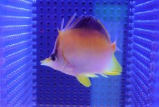 画像2: 【海水魚・チョウチョウウオ】【通販】カリビアンロングスナウト（SM〜Mサイズ）【1匹】（±6-8cm） (サンプル画像）（生体）(海水魚) (2)