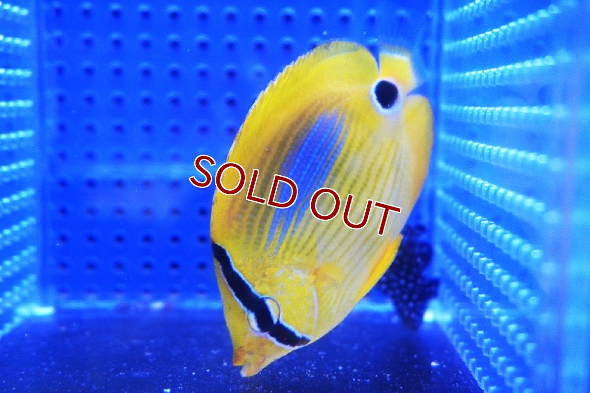 画像2: 【海水魚・チョウチョウウオ】スミツキトノサマダイ【1匹】（±5-7cm） (サンプル画像）（生体）(海水魚) (2)