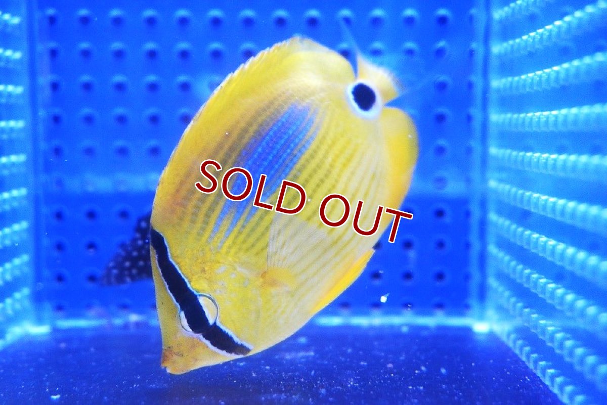 画像3: 【海水魚・チョウチョウウオ】スミツキトノサマダイ【1匹】（±5-7cm） (サンプル画像）（生体）(海水魚) (3)