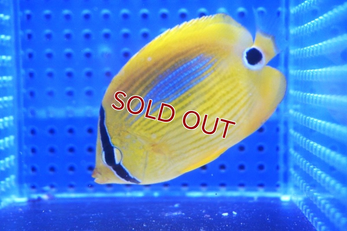 画像4: 【海水魚・チョウチョウウオ】スミツキトノサマダイ【1匹】（±5-7cm） (サンプル画像）（生体）(海水魚) (4)