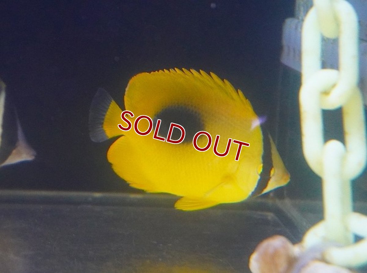 画像2: 【海水魚・チョウチョウオ】トノサマダイ【1匹】（±5-7cm） (サンプル画像）（生体）(海水魚) (2)