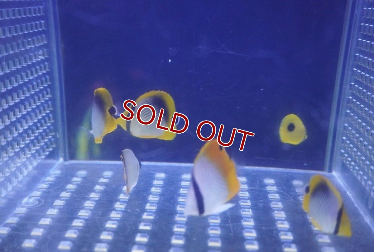 画像2: 【海水魚・チョウチョウオ】【通販】お買い得♪マメチョウMIX（3匹セット）(1セット)（±2-3cm）(サンプル画像）（生体）(海水魚) (2)