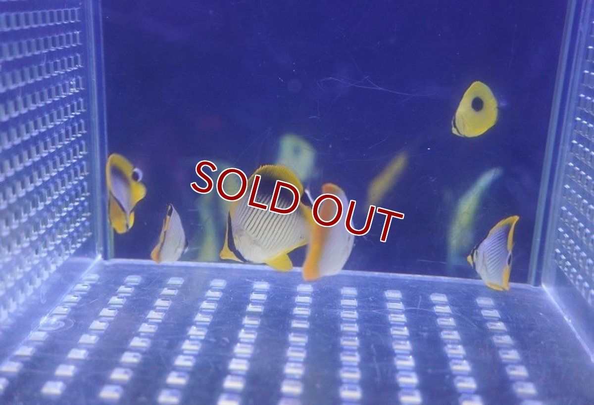 画像3: 【海水魚・チョウチョウオ】【通販】お買い得♪マメチョウMIX（3匹セット）(1セット)（±2-3cm）(サンプル画像）（生体）(海水魚) (3)