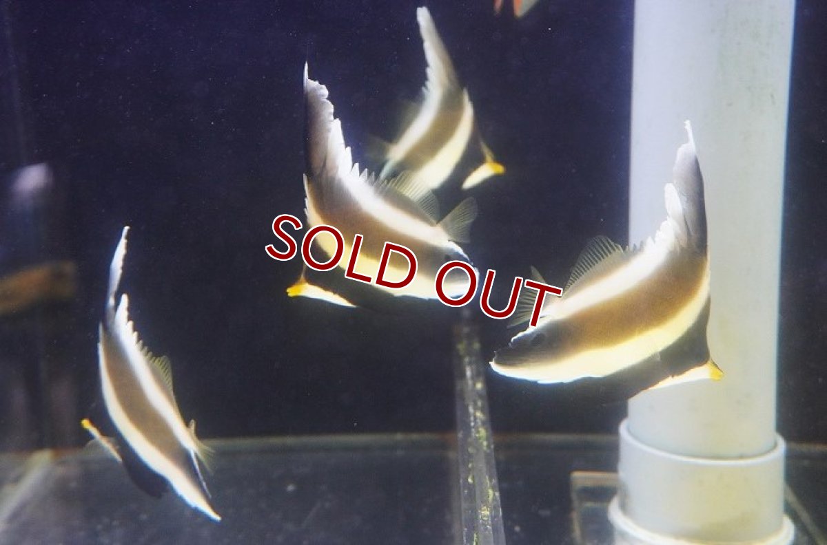 画像2: 【海水魚・チョウチョウウオ】【通販】ミナミハタタテダイ（SM-Mサイズ）【1匹】（±6-8cm）（サンプル画像）（生体）(海水魚) (2)