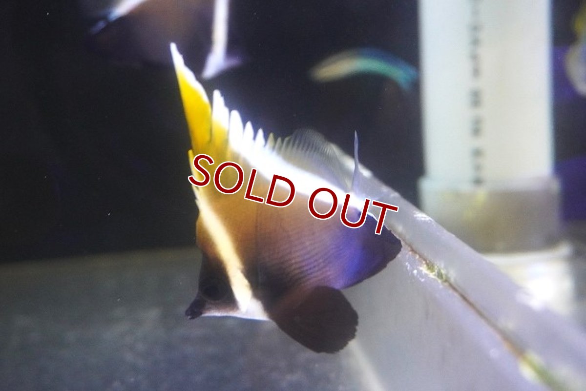 画像2: 【海水魚・チョウチョウウオ】【通販】ツノハタタテダイ（SM-Mサイズ）【1匹】（±6-8cm）（サンプル画像）（生体）(海水魚) (2)