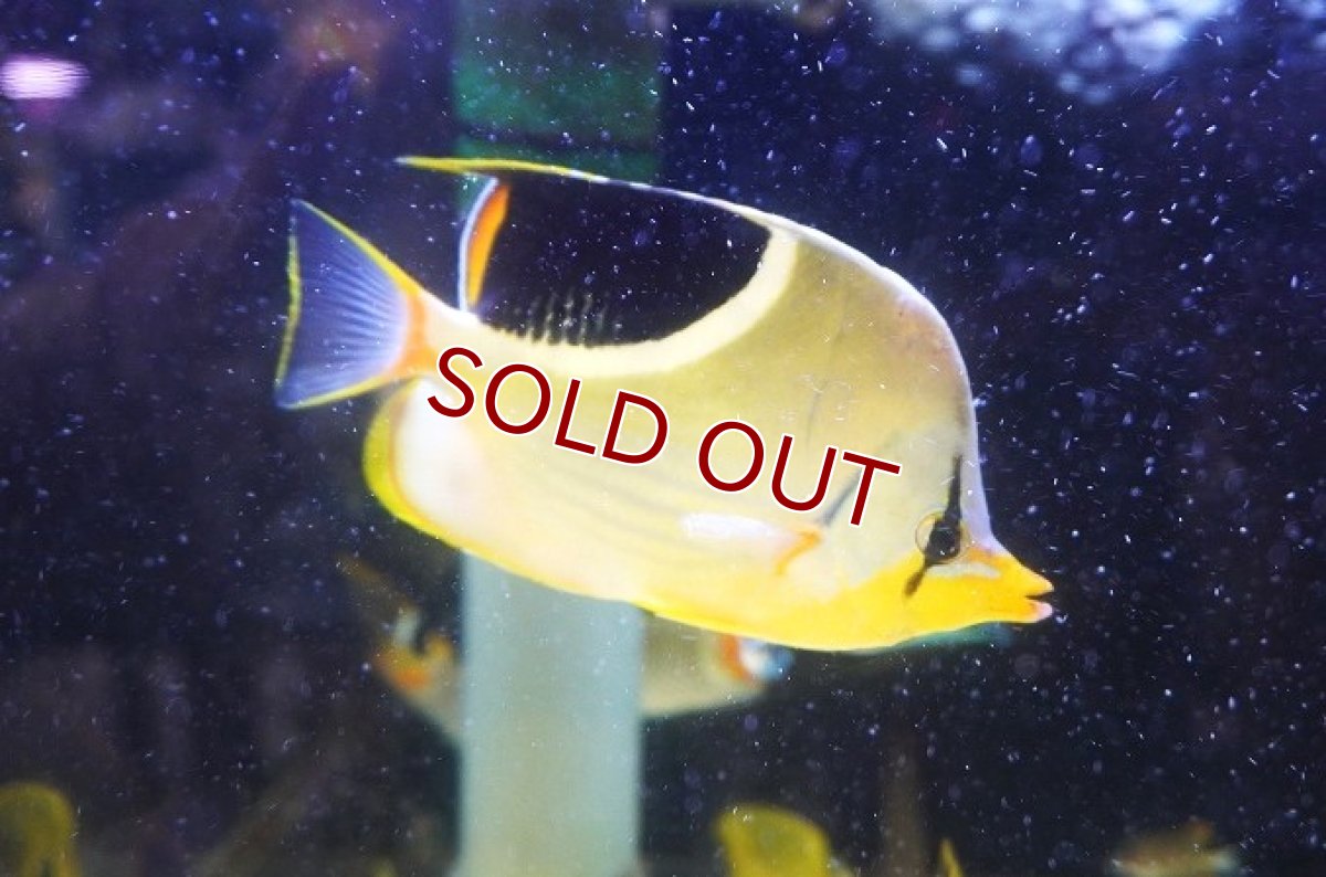 画像2: 【海水魚・チョウチョウウオ】【通販】セグロチョウ（Lサイズ）【1匹】（±12-14cm）（サンプル画像）（生体）(海水魚) (2)