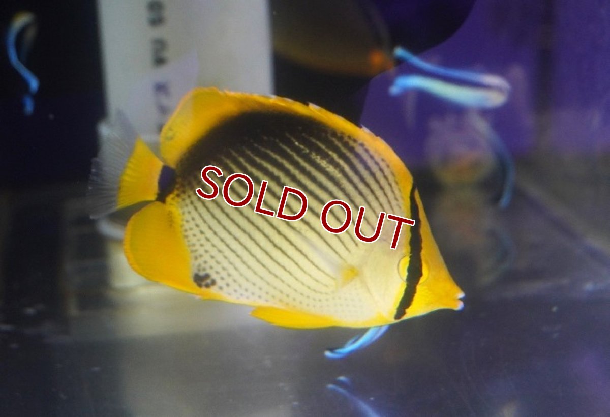 画像2: 【海水魚・チョウチョウウオ】【通販】アケボノチョウ（MLーLサイズ）【1匹】（±7-10cm）（サンプル画像）（生体）(海水魚) (2)