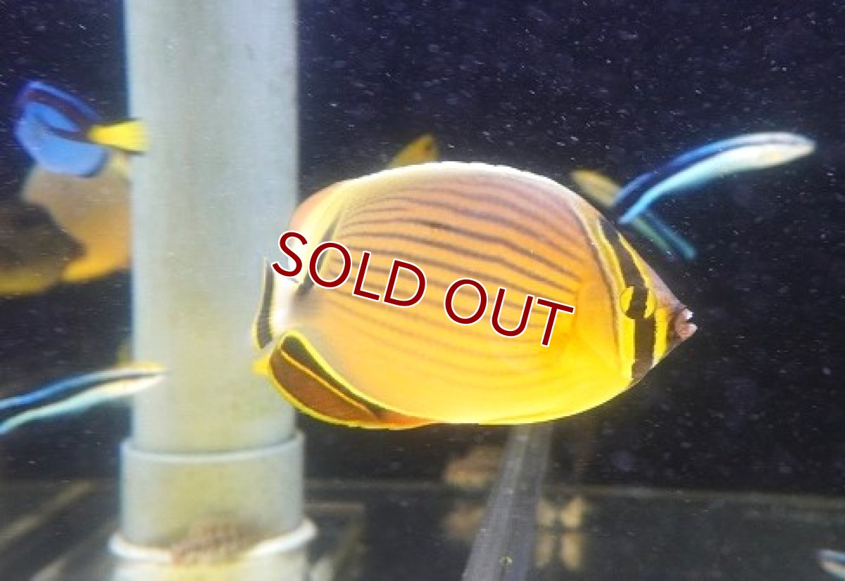 画像2: 【海水魚・チョウチョウウオ】【通販】ミスジチョウ（MーMLサイズ）【1匹】（±7-10cm）（サンプル画像）（生体）(海水魚) (2)