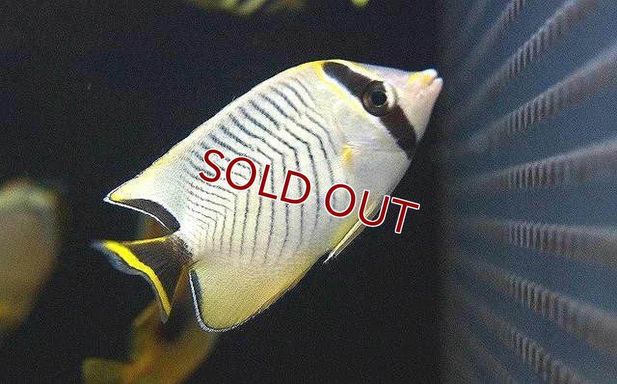 画像1: 【海水魚・チョウチョウオ】【通販】ヤリカタギ（Sサイズ）【1匹】（±4-5cm） (サンプル画像）（生体）(海水魚) (1)