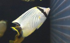 画像1: 【海水魚・チョウチョウオ】【通販】ヤリカタギ（Sサイズ）【1匹】（±4-5cm） (サンプル画像）（生体）(海水魚) (1)