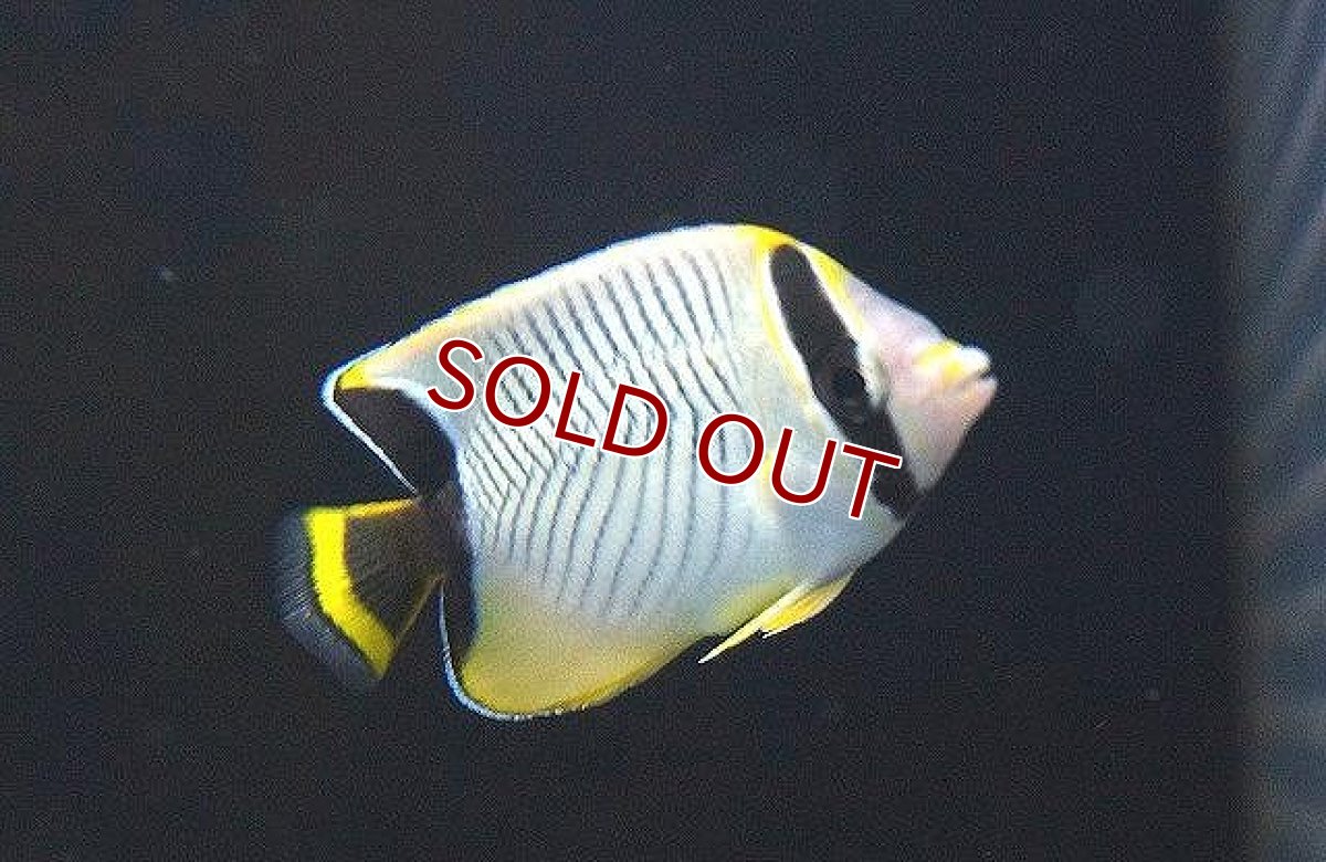 画像2: 【海水魚・チョウチョウオ】【通販】ヤリカタギ（Sサイズ）【1匹】（±4-5cm） (サンプル画像）（生体）(海水魚) (2)