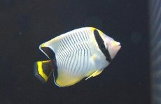 画像2: 【海水魚・チョウチョウオ】【通販】ヤリカタギ（Sサイズ）【1匹】（±4-5cm） (サンプル画像）（生体）(海水魚) (2)