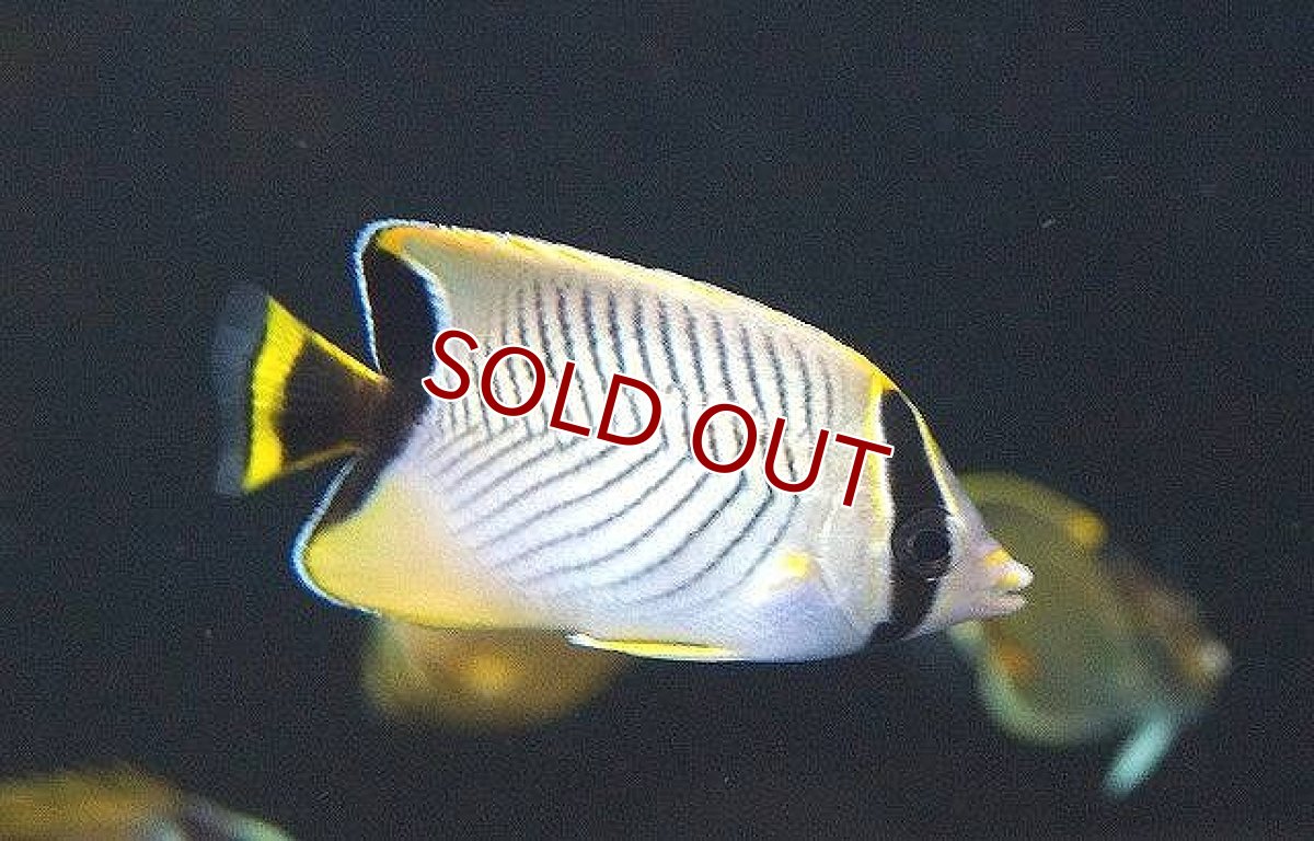 画像3: 【海水魚・チョウチョウオ】【通販】ヤリカタギ（Sサイズ）【1匹】（±4-5cm） (サンプル画像）（生体）(海水魚) (3)