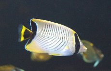 画像3: 【海水魚・チョウチョウオ】【通販】ヤリカタギ（Sサイズ）【1匹】（±4-5cm） (サンプル画像）（生体）(海水魚) (3)