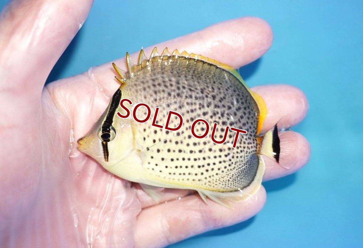 画像1: 【決算セール クーポンご利用で更に10％OFF対象商品】 【海水魚・チョウチョウウオ】【通販】スポッテッドバタフライ（SMーMサイズ）（１匹）（±7-8cm） （サンプル画像）（生体）(海水魚) (1)